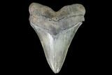 Serrated, Fossil Megalodon Tooth - South Carolina #93267-1